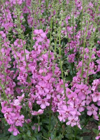 Verbascum 'Summer Sorbet'